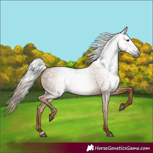 Horse Color:Gray Chestnut Rabicano 