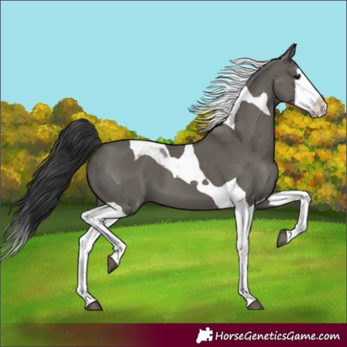 Horse Color:Grullo Splash Tobiano 