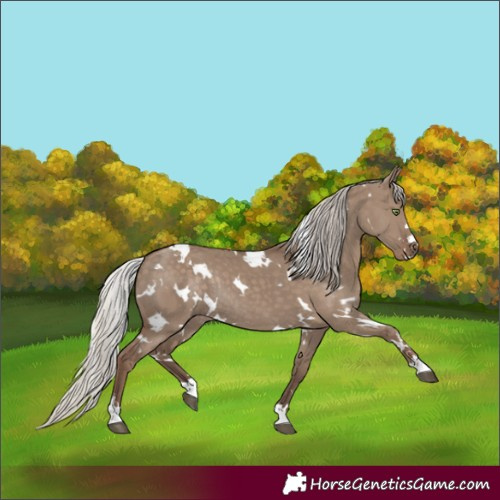 Horse Color:White Spotted Silver Grullo Rabicano