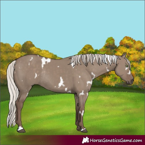 Horse Color:White Spotted Silver Grullo Rabicano