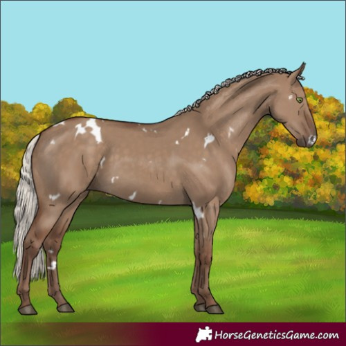 Horse Color:White Spotted Silver Grullo Rabicano 
