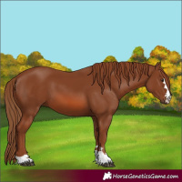Horse Color:Chestnut 
