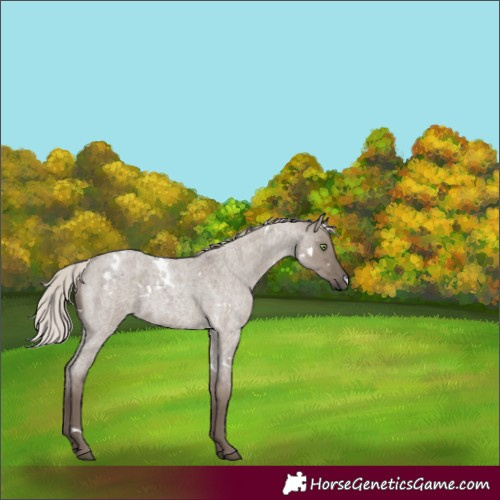 Horse Color:White Spotted Silver Grullo Roan Rabicano 