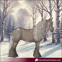 Horse Color:White Spotted Silver Grullo Rabicano 