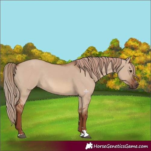 Horse Color:Red Dun Rabicano 
