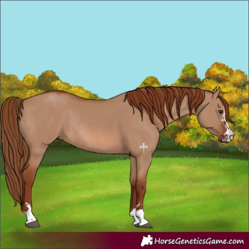 Horse Color:Red Dun Rabicano 