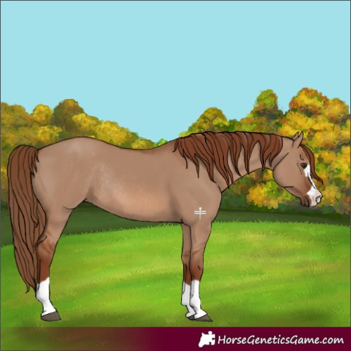 Horse Color:Red Dun Rabicano 