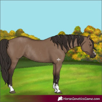 Horse Color:Liver Red Dun Rabicano 