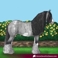 Horse Color:White Spotted Blue Roan Splash Frame Varnish 
