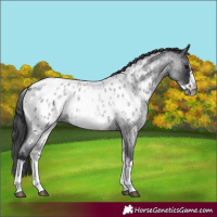 Horse Color:White Spotted Blue Roan Splash Frame Appaloosa 
