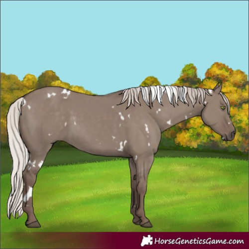 Horse Color:White Spotted Silver Grullo Rabicano 