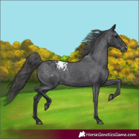Horse Color:Black Appaloosa Rabicano 