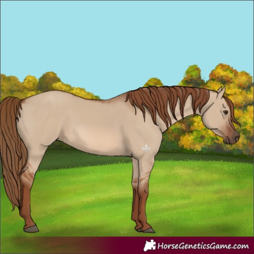 Horse Color:Red Dun Rabicano 