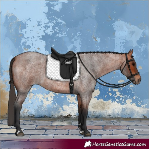 Horse Color:Bay Roan 