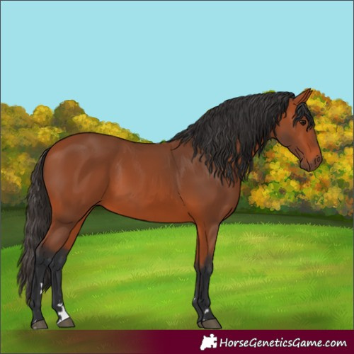 Horse Color:Bay 
