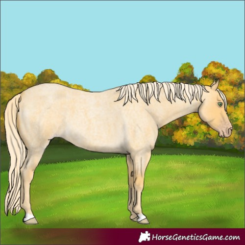 Horse Color:Gold Cream Champagne Roan 