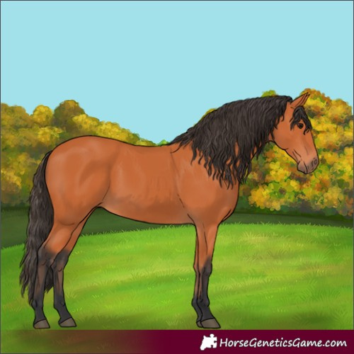 Horse Color:Bay 