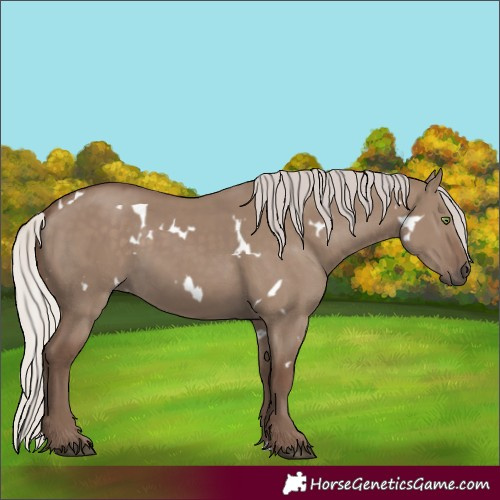 Horse Color:White Spotted Silver Grullo Rabicano