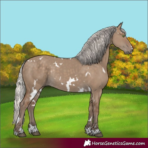 Horse Color:White Spotted Silver Grullo Rabicano 