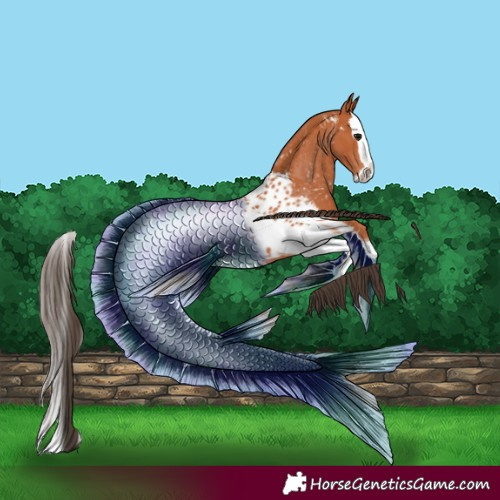 Horse Color:Bay Splash Tobiano Appaloosa 