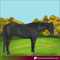 Horse Color:Black Splash