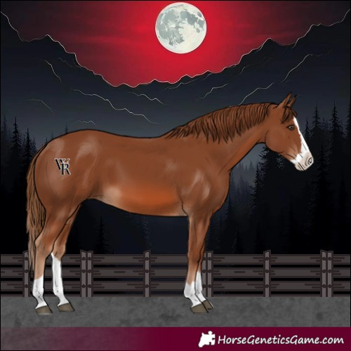 Horse Color:Chestnut Splash 