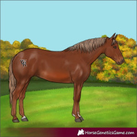 Horse Color:Chestnut 