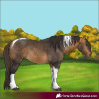 Horse Color:Buckskin Tobiano