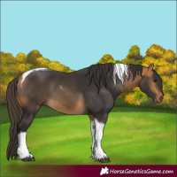 Horse Color:Buckskin Tobiano 