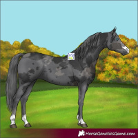 Horse Color:Black Merle