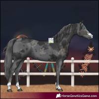 Horse Color:Black Merle 