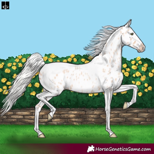 Horse Color:Silver Sable Champagne Roan Dun Splash Tobiano Frame Appaloosa Rabicano