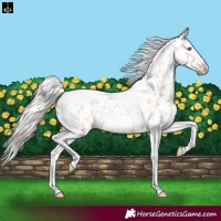 Horse Color:Silver Sable Champagne Roan Dun Splash Tobiano Frame Leopard Rabicano 