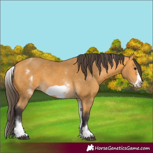 Horse Color:White Spotted Buckskin Frame