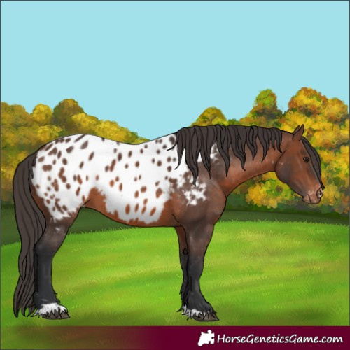 Horse Color:Brown Near Leopard