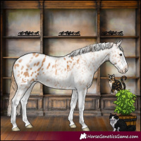 Horse Color:Chestnut Splash Tobiano Appaloosa 