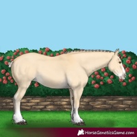 Horse Color:Palomino Dun Splash
