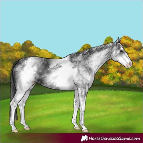 Horse Color:White Spotted Black
