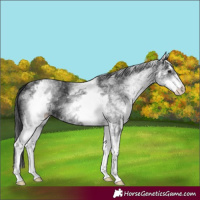 Horse Color:White Spotted Black 