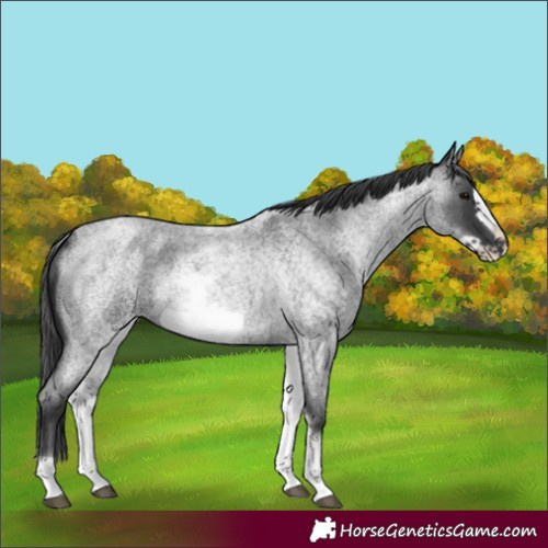 Horse Color:White Spotted Blue Roan Frame 
