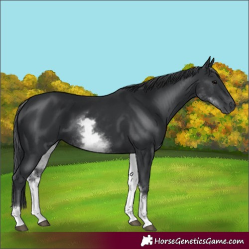 Horse Color:White Spotted Black