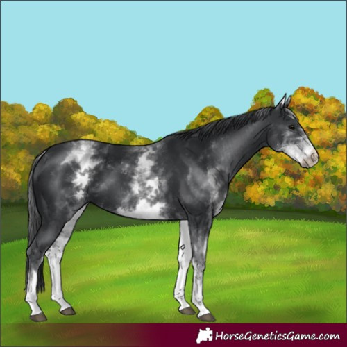 Horse Color:Unknown 