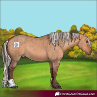 Horse Color:Bay Dun  and Silver Bay Dun 