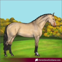 Horse Color:Brown Dun  and Buckskin Dun 