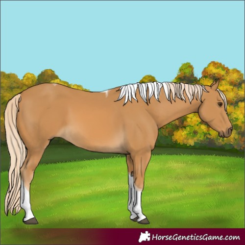Horse Color:Palomino Tobiano 