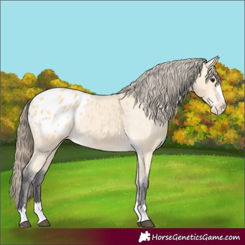 Horse Color:Buckskin Appaloosa 