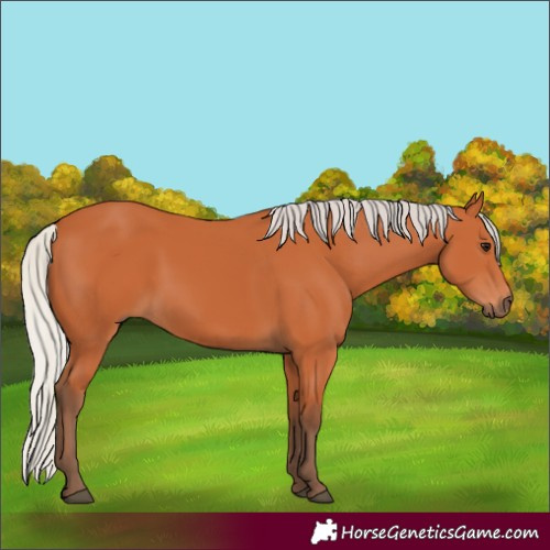 Horse Color:Silver Bay 