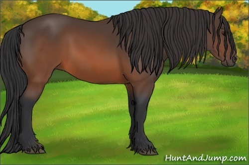 Horse Color:Brown 