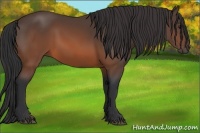 Horse Color:Brown 