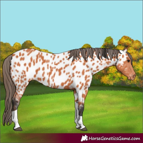 Horse Color:Bay Tobiano Appaloosa 